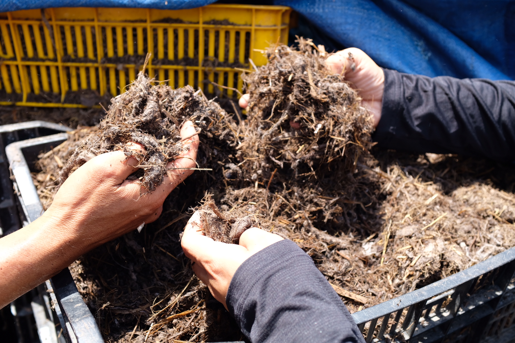 Da Bac Xanh Origin 2